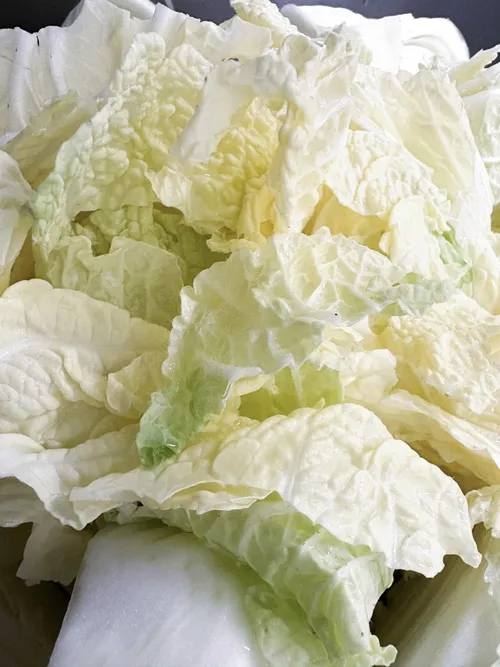 Fresh napa cabbage leaves